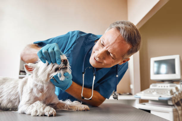 Best Weekend Emergency Dentist in Lincoln, AR